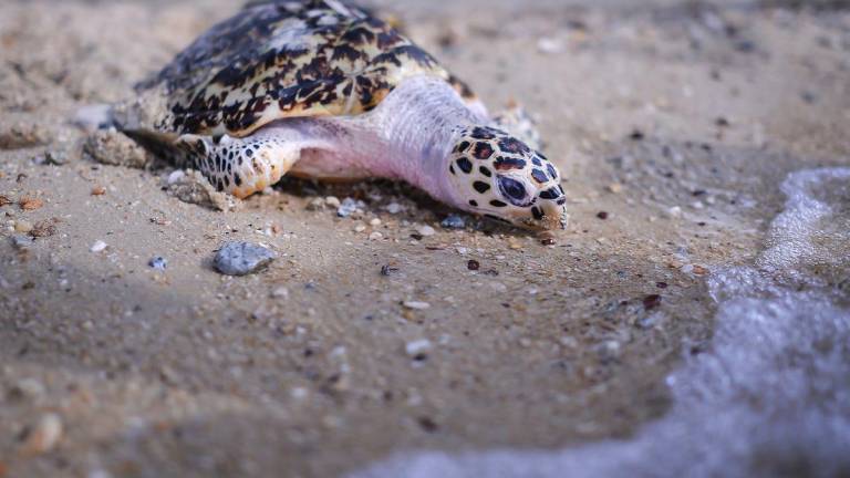 Quilter said rising sand temperatures affect the gender of hatchlings. Since sea turtle gender is temperature-sensitive, warmer sands produce more females. – ADIB RAWI YAHYA/THESUN