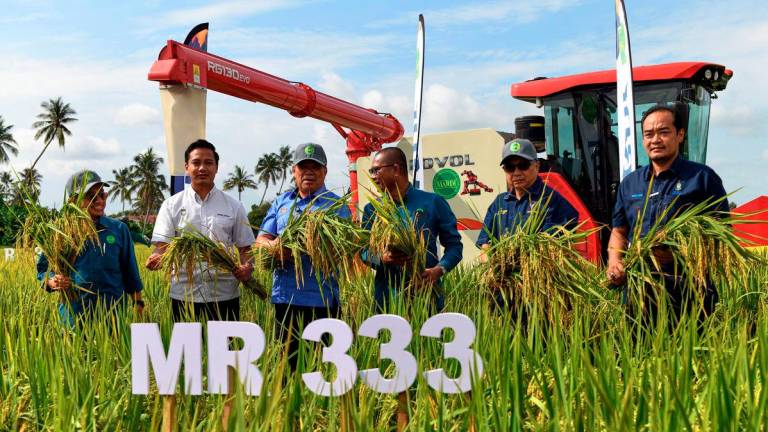Minister of Agriculture and Food Security Datuk Seri Mohamad Sabu (third from left) at the MARDI MR 333 New Paddy Variety Declaration Ceremony in Kampung Lahar Minyak here today. – BERNAMA
