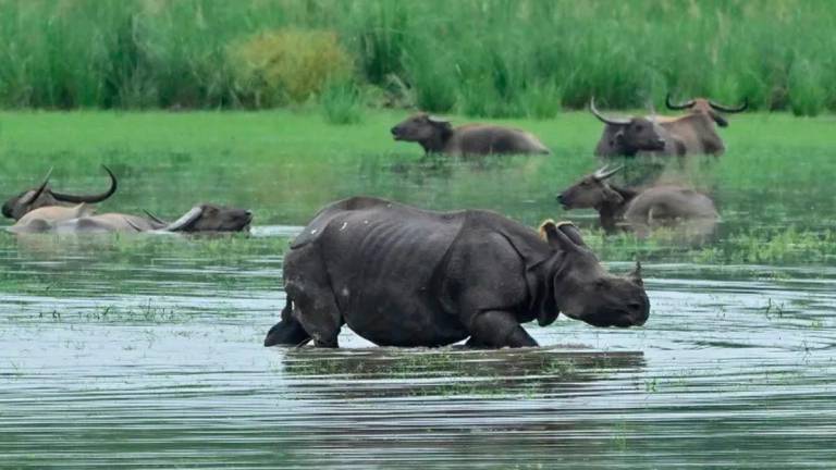 India’s rhino population has almost tripled in the past four decades thanks to conservation and anti-poaching efforts, from 1,500 to more than 4,000 today © Biju BORO / AFP/File