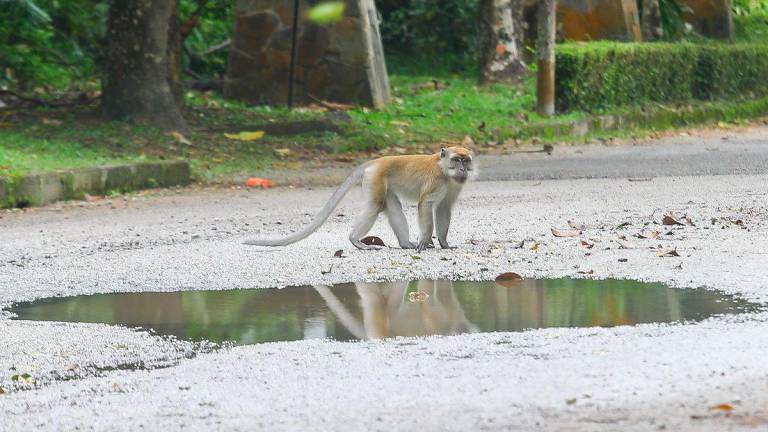 Pix for representational purposes - Amirul Syafiq/theSun