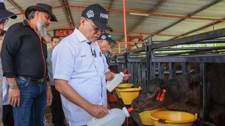 Pahang Chief Minister Datuk Seri Wan Rosdy Wan Ismail feeds milk to a wagyu calf after officiating the AGK Dairy Fresh Sdn Bhd Ruminant Livestock Farm here today. Also present was AGK Dairy Fresh Sdn Bhd Managing Director, Abdul Gaffar Khan Amirullah (left). – BERNAMA