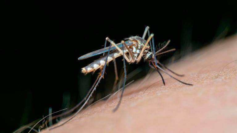 For visual purposes only- A Mosquito. PEXELSpix