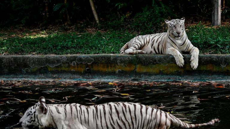 Image for visual purposes - Photo by BERNAMA