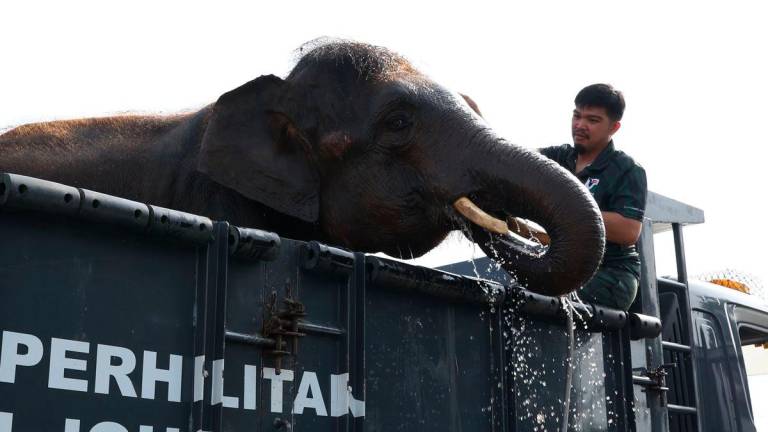 Anggota Jabatan Perhilitan memandikan seekor anak gajah berusia lapan tahun yang dipanggil “Pes” pada Majlis Perasmian Operasi Bersepadu Translokasi Gajah Negeri Johor di Dewan Dato Onn, Rumah Komuniti Parlimen Sembrong hari ini - BERNAMA