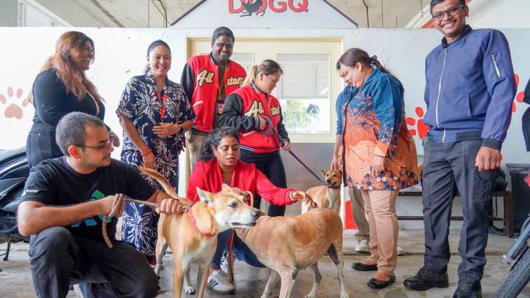 The volunteers said seeing the adopted dogs after a long day at work lifts their spirits. – AMIRUL SYAFIQ/THESUN