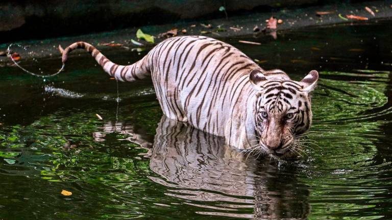 Gambar Hiasan Sahaja: Harimau- BERNAMA