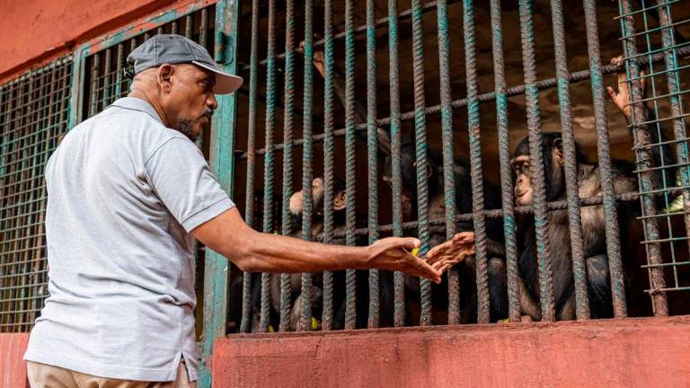 Founder and director Bala Amarasekaran greets a chimpanzee inside his enclosure at the Tacugama Chimpanzee Sanctuary in Freetown - AFPPix
