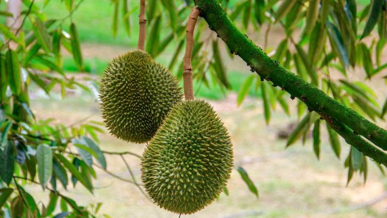 Gambar Hiasan sahaja. Durian. PEXELSpix