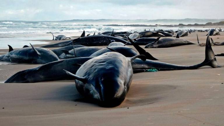 \A handout photo taken and released on February 19, 2025 by the Department of Natural Resources and Environment Tasmania shows dolphins stranded on a beach near Arthur River on the west coast of Tasmania. - AFPPIX