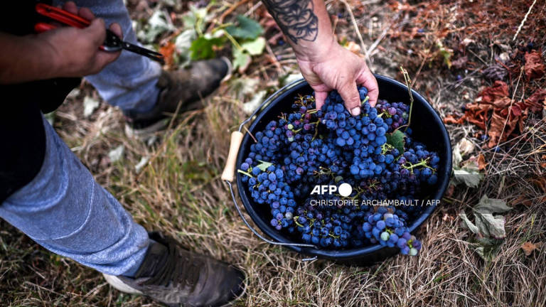 Workers drop grapes into a bucket during grape harvest at a vineyard, as part of the production of the Louis Vallon Bordeaux Cremant (sparkling wine) made by the Bordeaux Families group, in Branne, in the south-western Entre-deux-Mers French wine region on August 28, 2024. - AFP