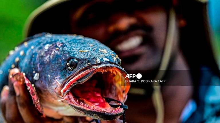 A volunteer opens wide the jaws of a Giant Snakehead fish, caught during a fishing competition at the Deduru Oya reservoir in Kurunegala on September 20, 2025. (Photo by Ishara S. KODIKARA / AFP)