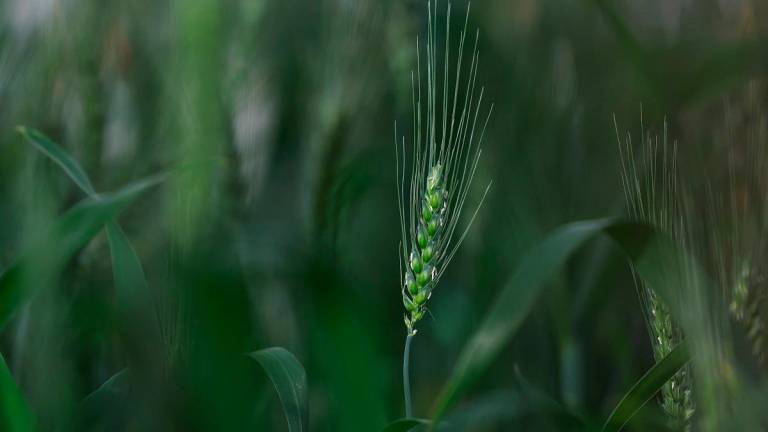 Wheat plant ready for cross-pollination is pictured at InterGrain in Perth, Australia, May 15, 2025. - REUTERS/Hollie Adams To match Special Report CLIMATE-FOOD/WHEAT