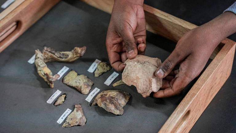 (FILES) Sahleselasie Melaku, 31, Head of the Department and Research Associate of the Paleontology and Paleoanthropology collections, examines bone fragments of the fossil skeleton of ‘Lucy’ at the National Museum of Ethiopia in Addis Ababa, on November 19, 2024. The 3.18-million-year-old bone fragments of human ancestor Lucy, which rarely leave Ethiopia, are going on the first-ever display in Europe at the Czech National Museum in Prague on Monday. (Photo by Amanuel Sileshi / AFP)