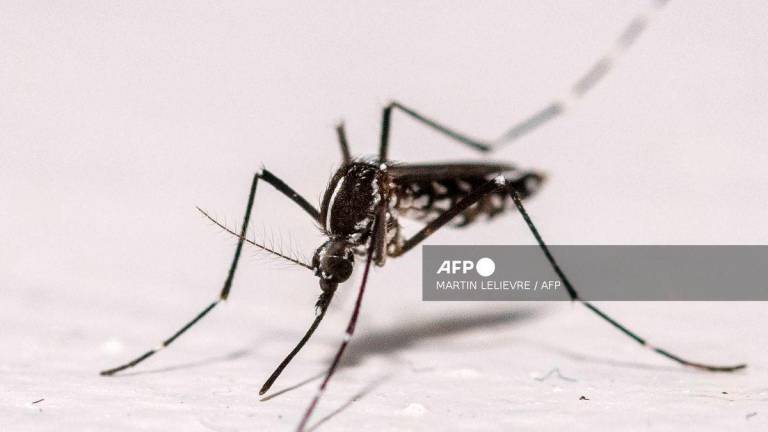 This photograph shows an Asian tiger mosquito (Aedes albopictus) on a house wall in Montreuil, eastern suburbs of Paris, on August 18, 2025. (Photo by Martin LELIEVRE / AFP)