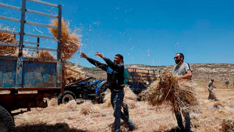 Palestinian men collect wheat, after an Israeli settlers attack in Al Mughayyir near Ramallah, in the Israeli-occupied West Bank, May 28, 2025. REUTERS/Mohammed Torokman/File Photo
