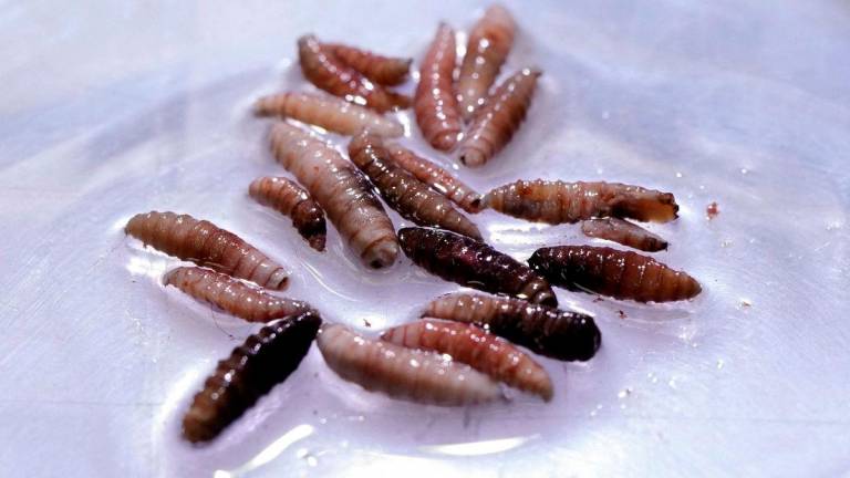 Larvae of the screwworm fly, collected from infected cows, are observed at the COPEG sterile fly production plant, which fights the spread of the cattle screwworm, in Pacora, Panama. Reuterspix