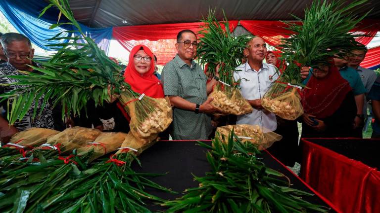 Menteri Pertahanan, Datuk Seri Mohamed Khaled Nordin (tengah) bersama Felo Perunding Institusi Pertanian Tropika dan Sekuriti Makanan, Universiti Putra Malaysia (UPM) Dr Hawa Jaafar (dua, kiri), menunjukkan Halia Bentong Muda pada Majlis Perasmian Tuaian Halia Bentong Muda di Parlimen Kota Tinggi di Kampung Gembut, Tanjung Sedili hari ini- BERNAMA