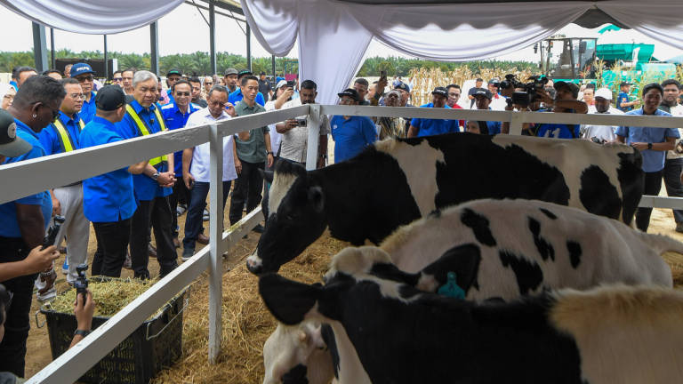 Deputy Prime Minister and Minister of Rural and Regional Development, Datuk Seri Dr Ahmad Zahid Hamidi (fourth from left), surveys the area in conjunction with the Groundbreaking Ceremony of the PKPS “Ehsan Dairy Farm” Dairy Cattle Complex at the Selangor Agricultural Development Corporation (PKPS) Plantation in Sungai Tengi today. – BERNAMA