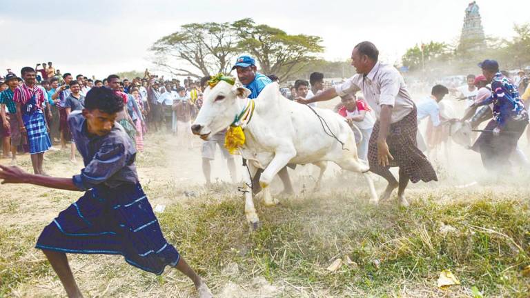 In India, since just one state legalised jallikattu in 2017, at least 136 men and children have been killed and thousands more have been injured. – AFPpix