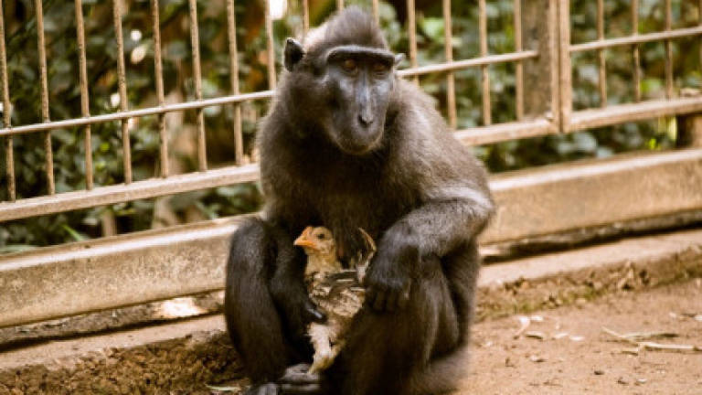 Loveless monkey adopts chicken at Israeli zoo