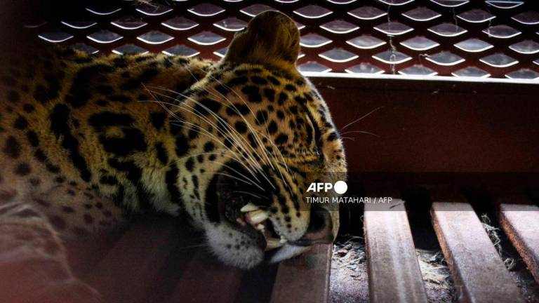 A tranquilized Javan leopard lies inside a cage at a hotel in Bandung, West Java, on October 6, 2025, after wandering into the hotel premises - (Photo by Timur Matahari / AFP)
