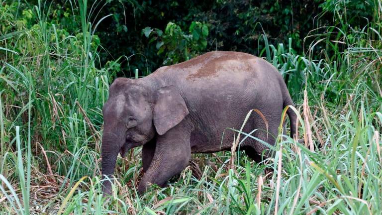 Gajah Borneo (Elephas maximus borneensis), subspesies gajah Asia terkecil dan hanya ditemukan di utara Borneo, diklasifikasikan sebagai terancam di bawah Senarai Merah Kesatuan Antarabangsa untuk Pemuliharaan Alam Sekitar (IUCN) sejak Jun tahun lepas. Spesies ini juga dilindungi undang-undang termasuk Enakmen Pemuliharaan Hidupan Liar 1997 Sabah - BERNAMA