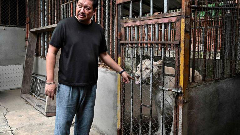 This photo taken on July 11, 2025 shows a pet female lion “Jam”, belonging to mechanic shop and owner and avid Tiktoker Tharnuwarht Plengkemratch, inside an enclosure in Chiang Mai. - Photo by Lillian SUWANRUMPHA / AFP