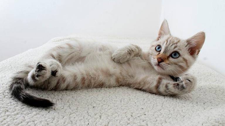 For representational purposes only- cat. PEXELSpix