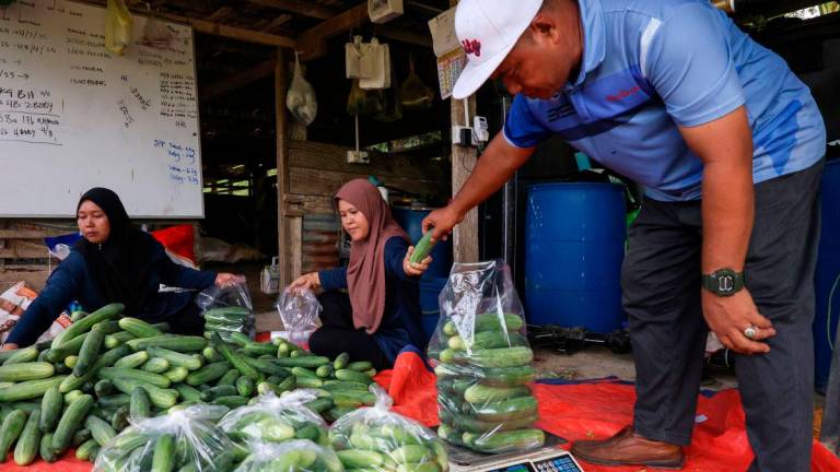 The Chairman of the Federal Village Development and Security Committee (JPKKP) of Kampung Batu Papan, Mohd Iskandar Abu Bakar (right), is seen packing and weighing harvested cucumbers to be sold to wholesalers and supermarkets in Kampung Batu Papan, Gua Musang today. - BERNAMA