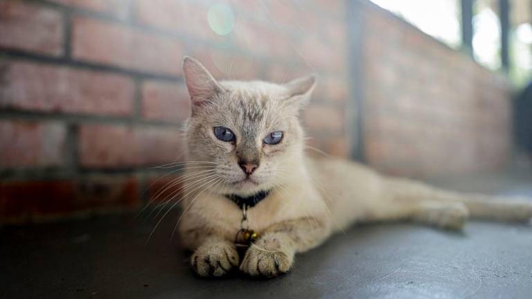 Gambar hiasan - fotoBERNAMA