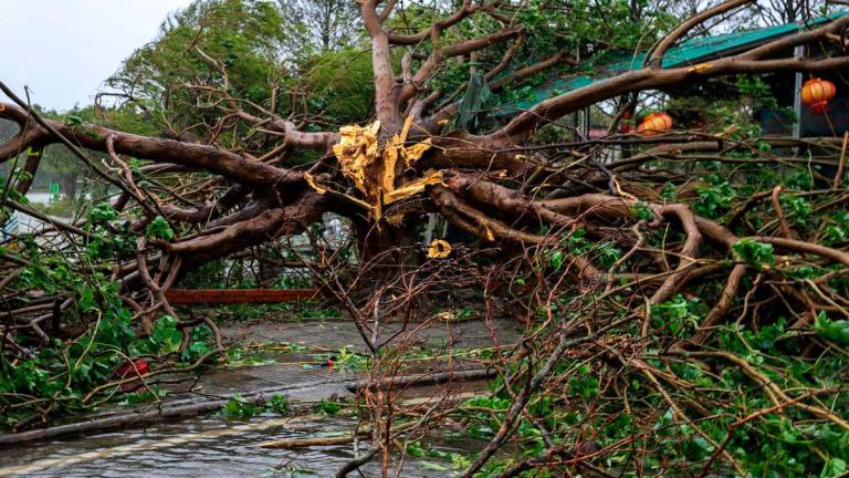 Pokok tumbang terbaring di atas tanah selepas Taufan Bualoi melanda wilayah Nghe An, Vietnam, 29 September 2025. REUTERS/Thinh Nguyen