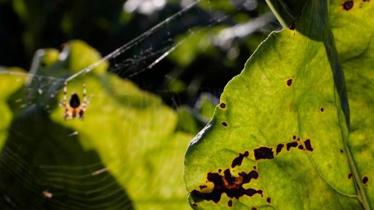 This photograph shows a sugar beet leaf in a field with a spider in the background in Saint-Christophe-sur-Conde, north-western France. - JOEL SAGET / AFP
