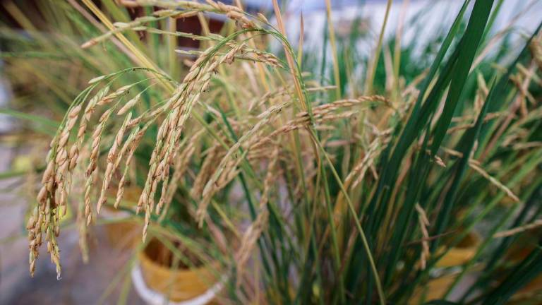 Pokok padi yang ditanam di rumah hijau di Institut Penyelidikan dan Kemajuan Pertanian Malaysia (MARDI) yang berjaya menyekang penyakit hawar dengan mengguna teknologi CRISPR-CS9. - BERNAMA