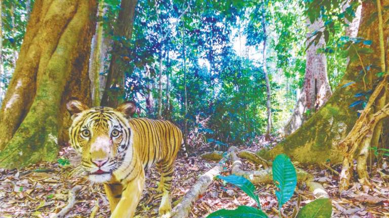 Saving the Malayan tiger is not just about conserving a species; it is about preserving the very fabric of our nation. – IMAGE CREDIT: EMMANUEL RONDEAU