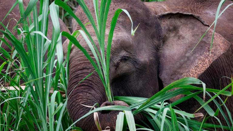 Gambar Hiasan Sahaja: Gajah- BERNAMA