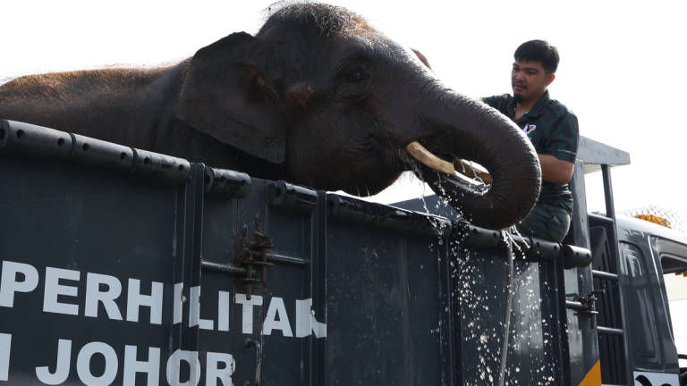 A member of the Department of Wildlife and National Parks (Perhilitan) bathes an eight-year-old elephant named “Pes” during the Launch of the Johor State Elephant Relocation Integrated Operation at the Dato Onn Hall, Sembrong Parliamentary Community Hall today. - BERNAMA