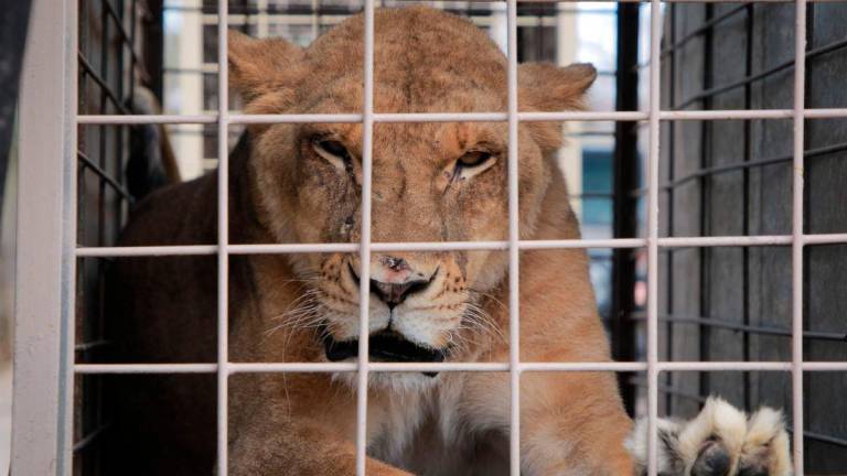 An lion is pictured as it is relocated to a ranch on the coast from Culiacan, Sinaloa state, Mexico on May 20, 2025. AFPpix