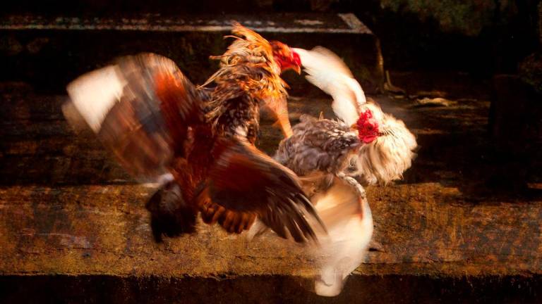 Gambar Hiasan sahaja- Ayam -PEXELS