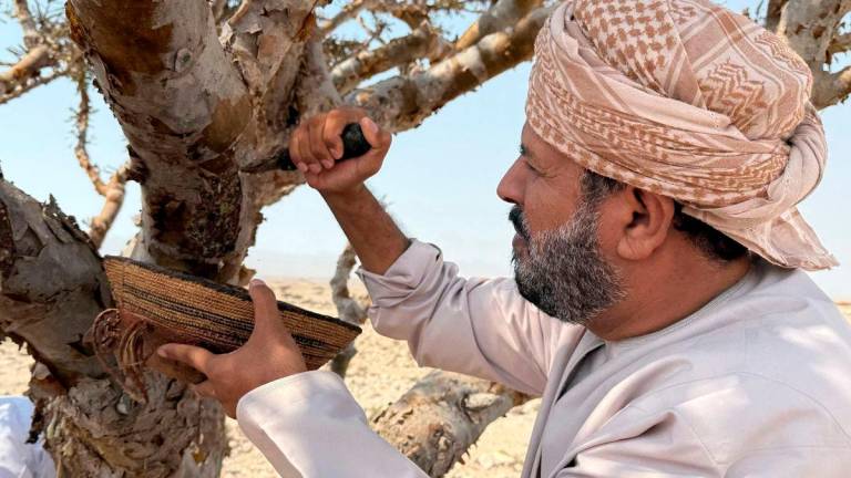 A harvester collects frankincense resin from a Boswellia tree, in the Dawkah valley in Oman’s southern Dhofar region, on July 27, 2025. The Dawkah valley is one of the rare places in the world where the Boswellia tree grows. Since 2000, it has been a UNESCO World Heritage Site as part of the Land of Frankincense listing, along with Khor Rori, Al Baleed and Shisr. (Photo by MAHA LOUBARIS / AFP)