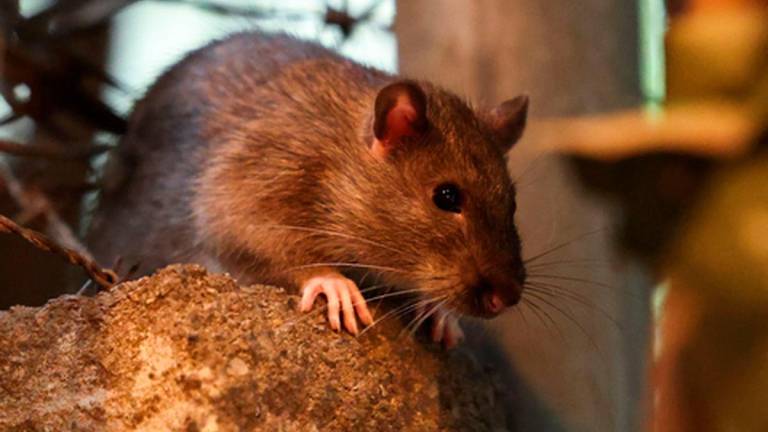 A rat is seen in a Harlem backstreet in the Manhattan borough of New York City on August 1, 2025. AFPPix