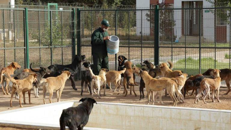 A worker feeds the dogs at the veterinary center in El-Arjat, 20 kms west of the Moroccan capital Rabat, on July 23, 2025. Animal welfare groups have accused Morocco of culling stray dogs ahead of the 2030 World Cup it will co-host. AFPPix