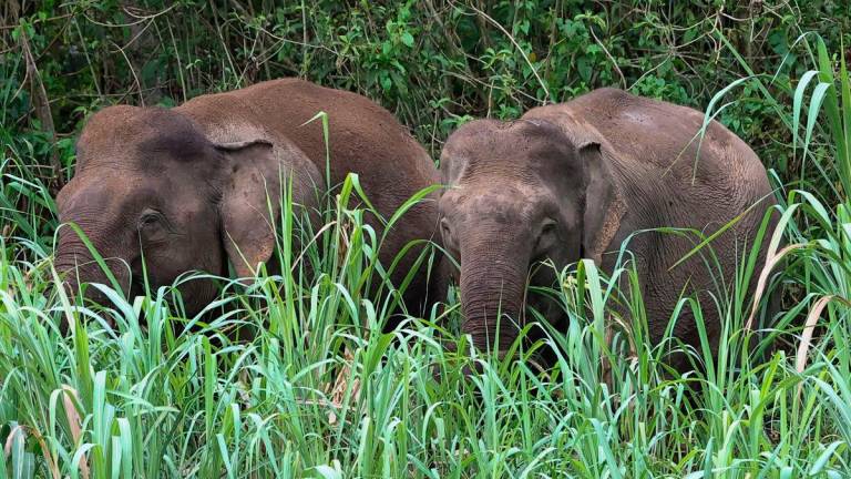 Gajah-gajah Borneo meragut rumput Napier yang banyak tumbuh liar di pesisir Sungai Kinabatangan yang menjadi laluan migrasi haiwan tersebut.