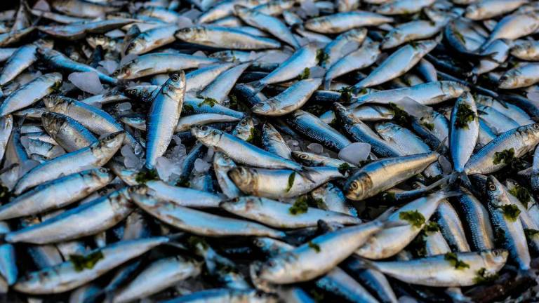 Gambar Hiasan sahaja - ikan - PEXELS