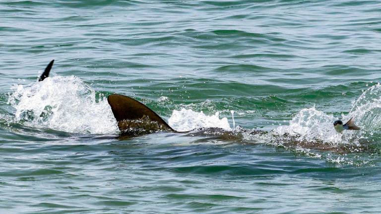 Shark fins are pictured as they swim the Mediterranean sea waters off the coast of Hadera in central Israel on April 22, 2025. AFPpix