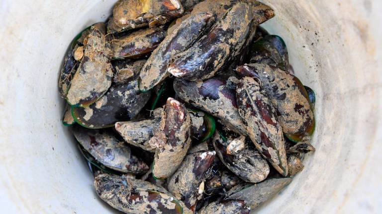 Kupang Port Dickson belum selamat dimakan, sampel ketiga diambil