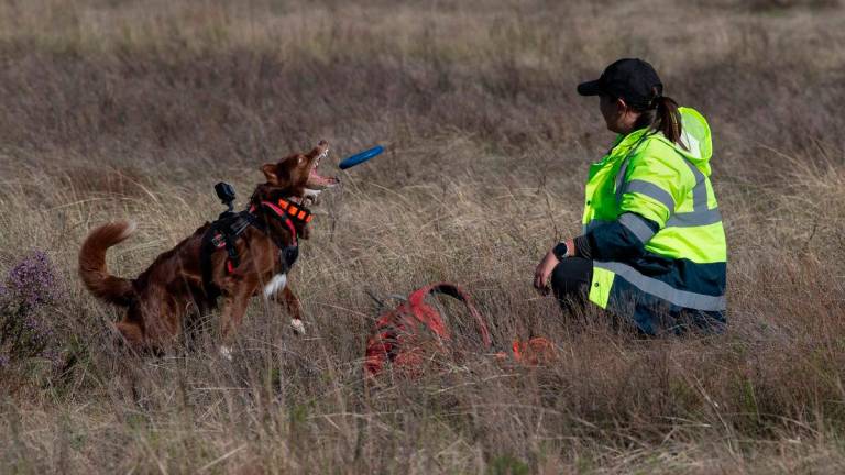Dog-handler Esther Matthew, and Collie dog, Delta - AFPPix