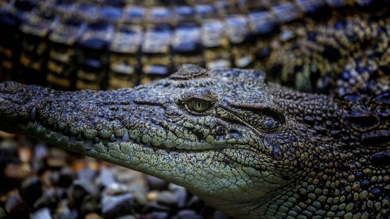 Some of the crocodiles at Jong’s Crocodile Farm, located in the district of Siburan, about 30 kilometres from Kuching city. – BERNAMA