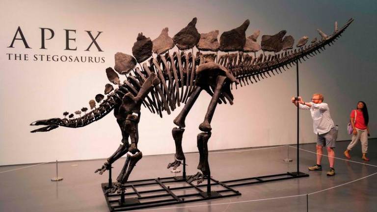 The Stegosaurus specimen nicknamed Apex is on display at Sotheby’s in New York on July 10, 2024/AFPpix