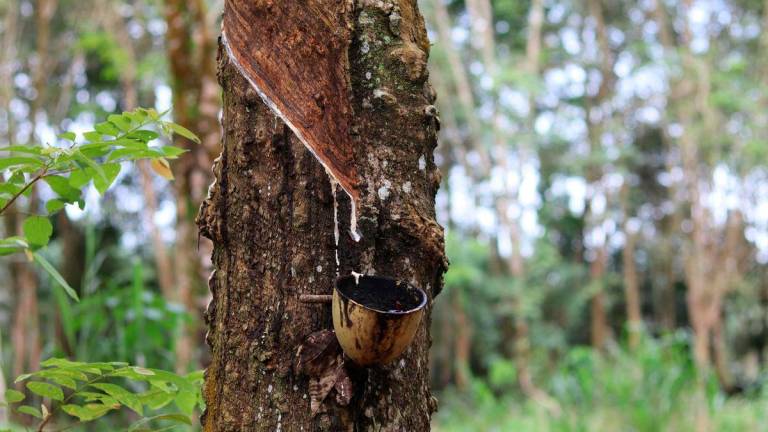 Gambar Hiasan sahaja - Pokok Getah - PEXELS