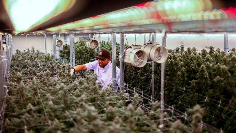 Chalakorn Choomwan, the Operation Director of Amber Farm, works inside cannabis indoor farms at the Amber Farm, in Bangkok - REUTERSpix